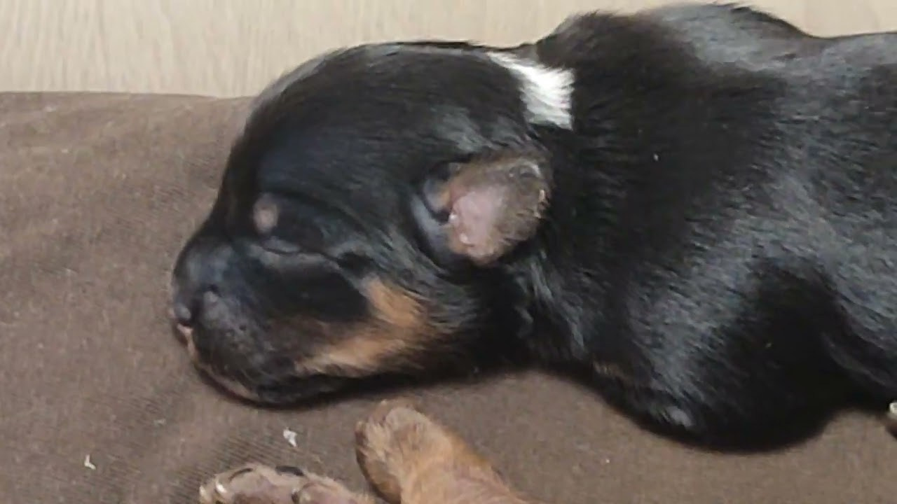 Помёт G. Питомник китайских хохлатых собак Poale Ell: купить щенка