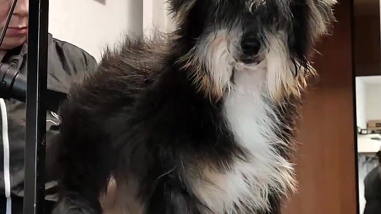 Poale Ell Grace. Chinese Crested Dog Kennel Poale Ell