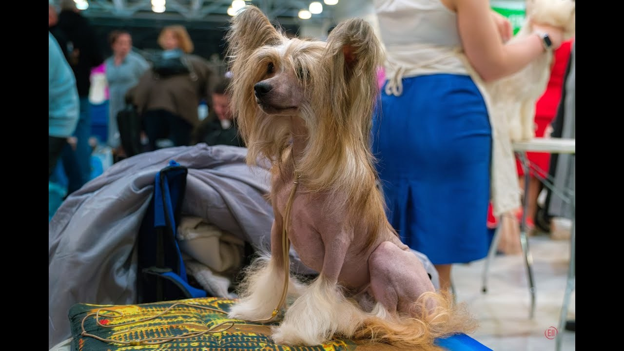 Poale Ell Chester. Chinese Crested Dog Kennel Poale Ell