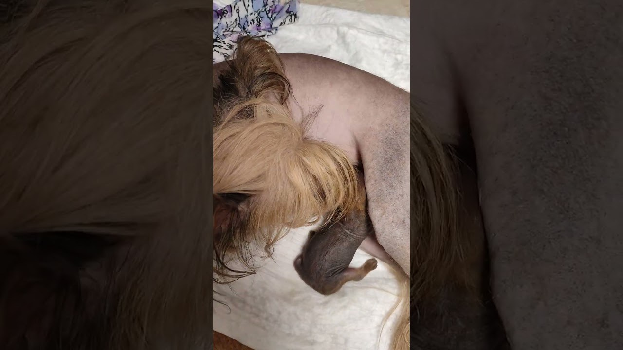 Помёт G. Питомник китайских хохлатых собак Poale Ell: купить щенка