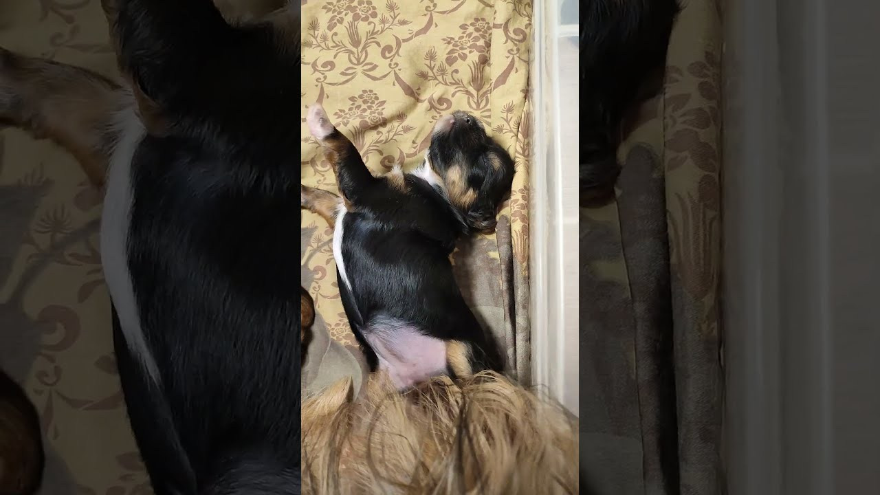 Помёт G. Питомник китайских хохлатых собак Poale Ell: купить щенка