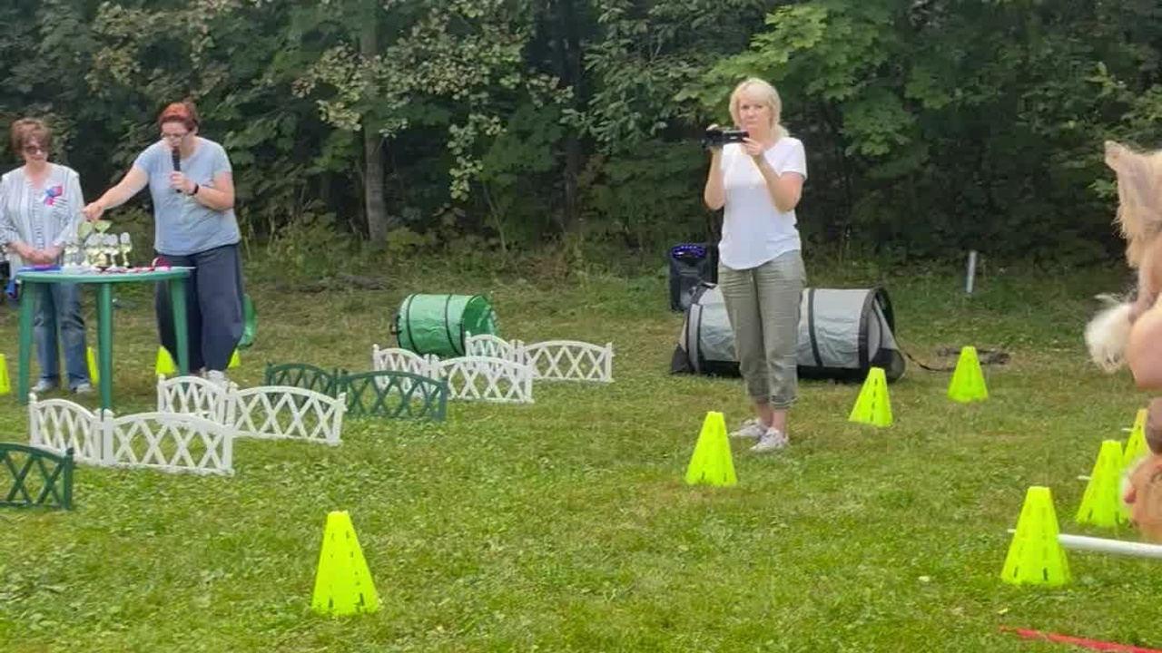 Poale Ell Chester. Питомник китайских хохлатых собак Poale Ell: купить щенка