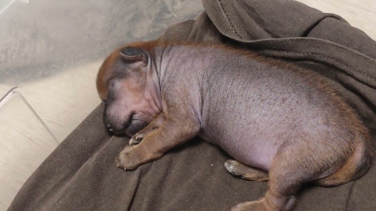 Помёт G. Питомник китайских хохлатых собак Poale Ell: купить щенка