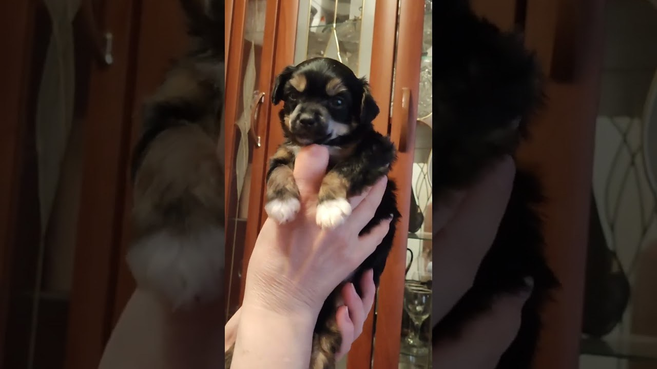 Помёт G. Питомник китайских хохлатых собак Poale Ell: купить щенка