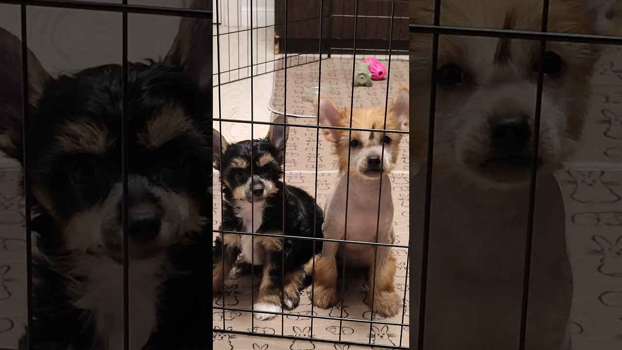 Помёт G. Питомник китайских хохлатых собак Poale Ell: купить щенка