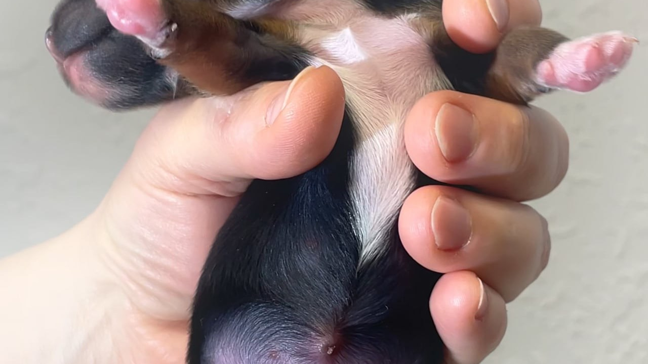 Помёт G. Питомник китайских хохлатых собак Poale Ell: купить щенка