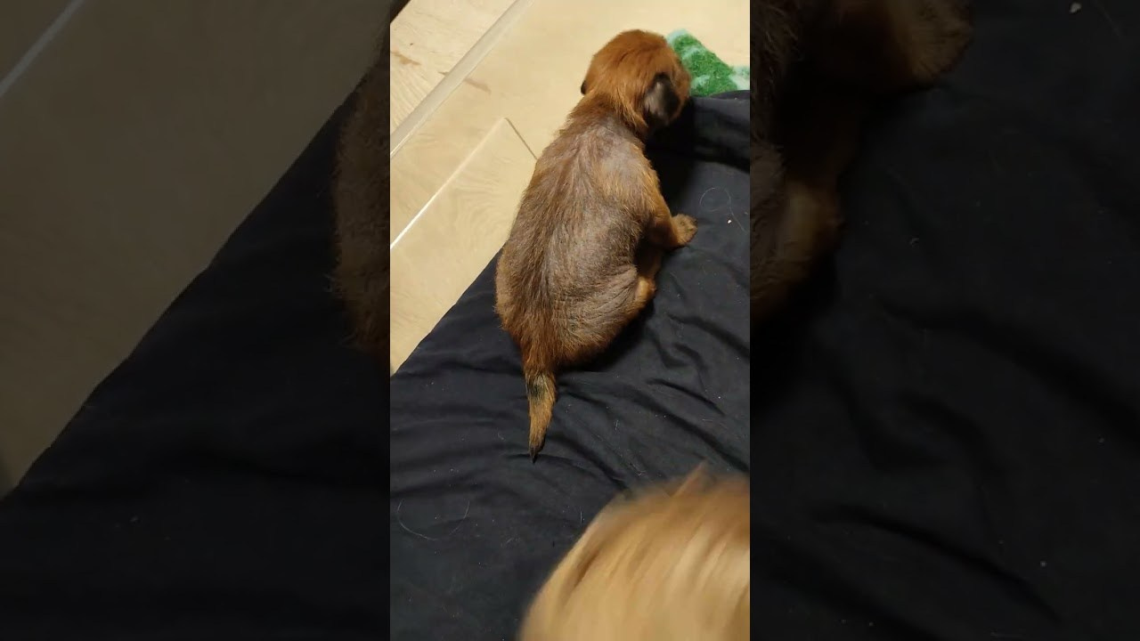 Помёт G. Питомник китайских хохлатых собак Poale Ell: купить щенка