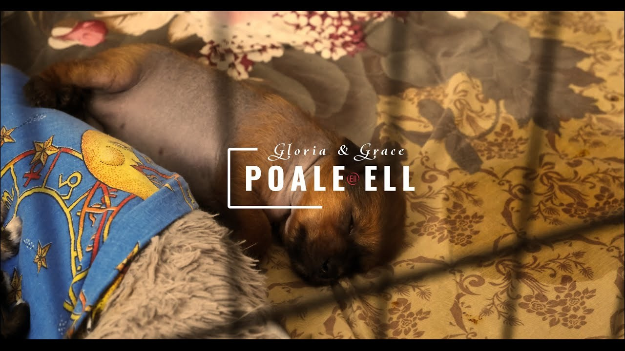 Помёт G. Питомник китайских хохлатых собак Poale Ell: купить щенка