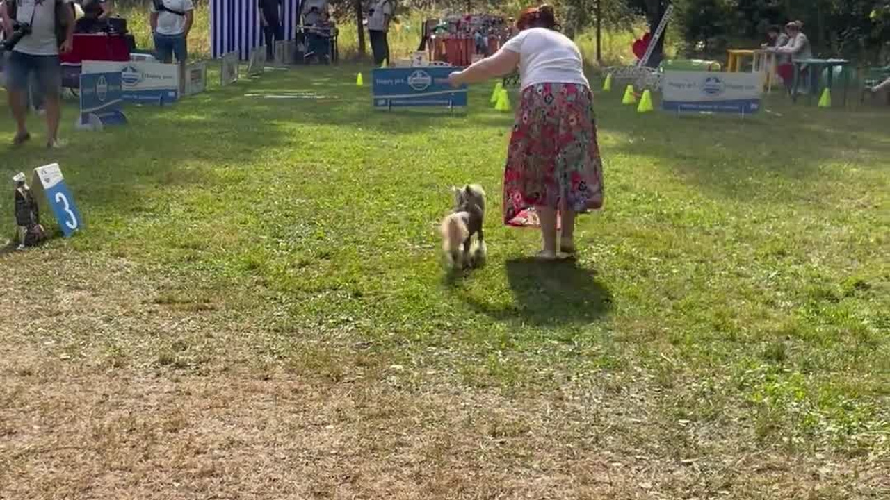 Poale Ell Chester. Питомник китайских хохлатых собак Poale Ell: купить щенка