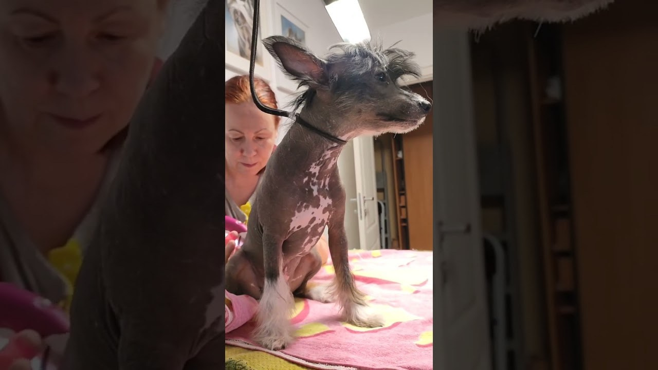 Poale Ell Vik. Chinese Crested Dog Kennel Poale Ell
