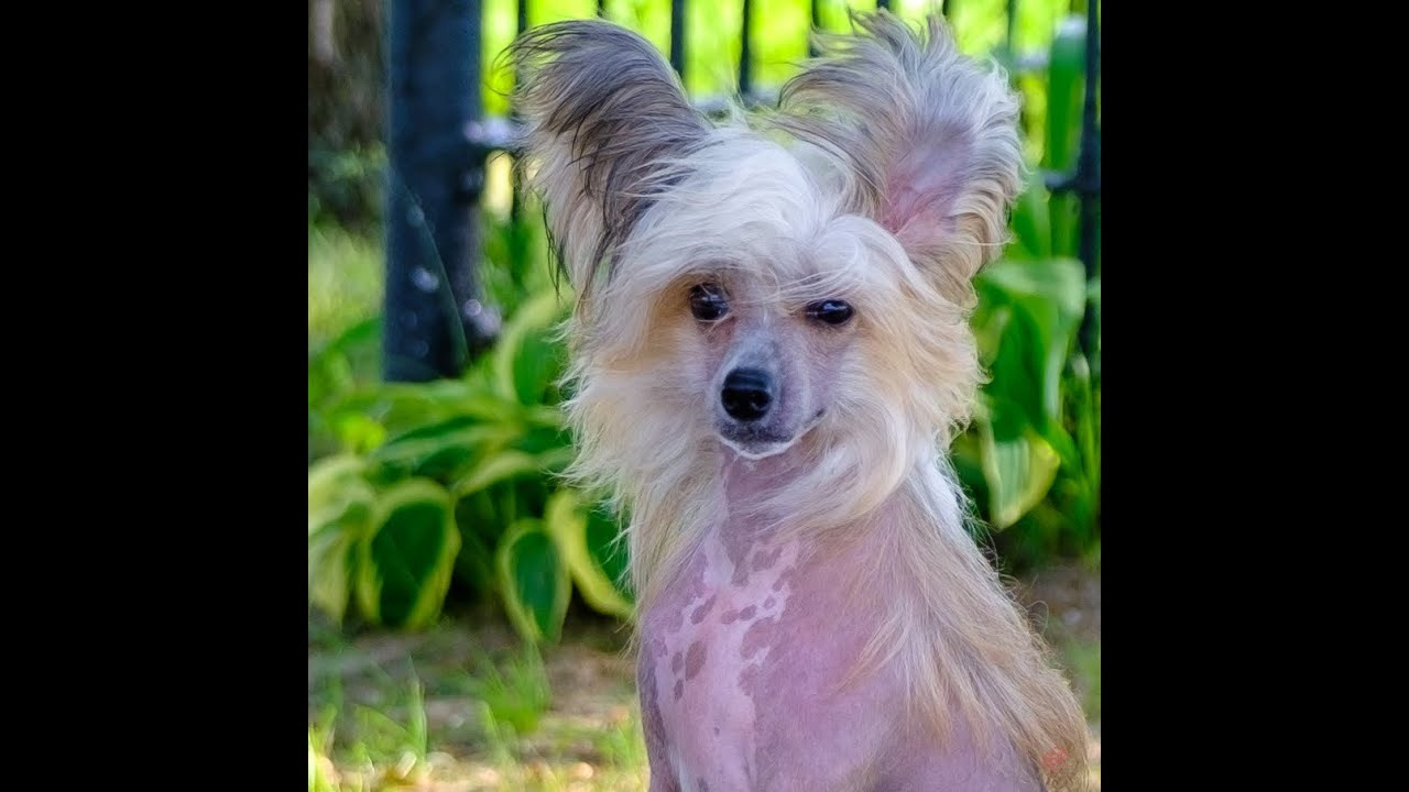 Poale Ell Chester. Питомник китайских хохлатых собак Poale Ell: купить щенка