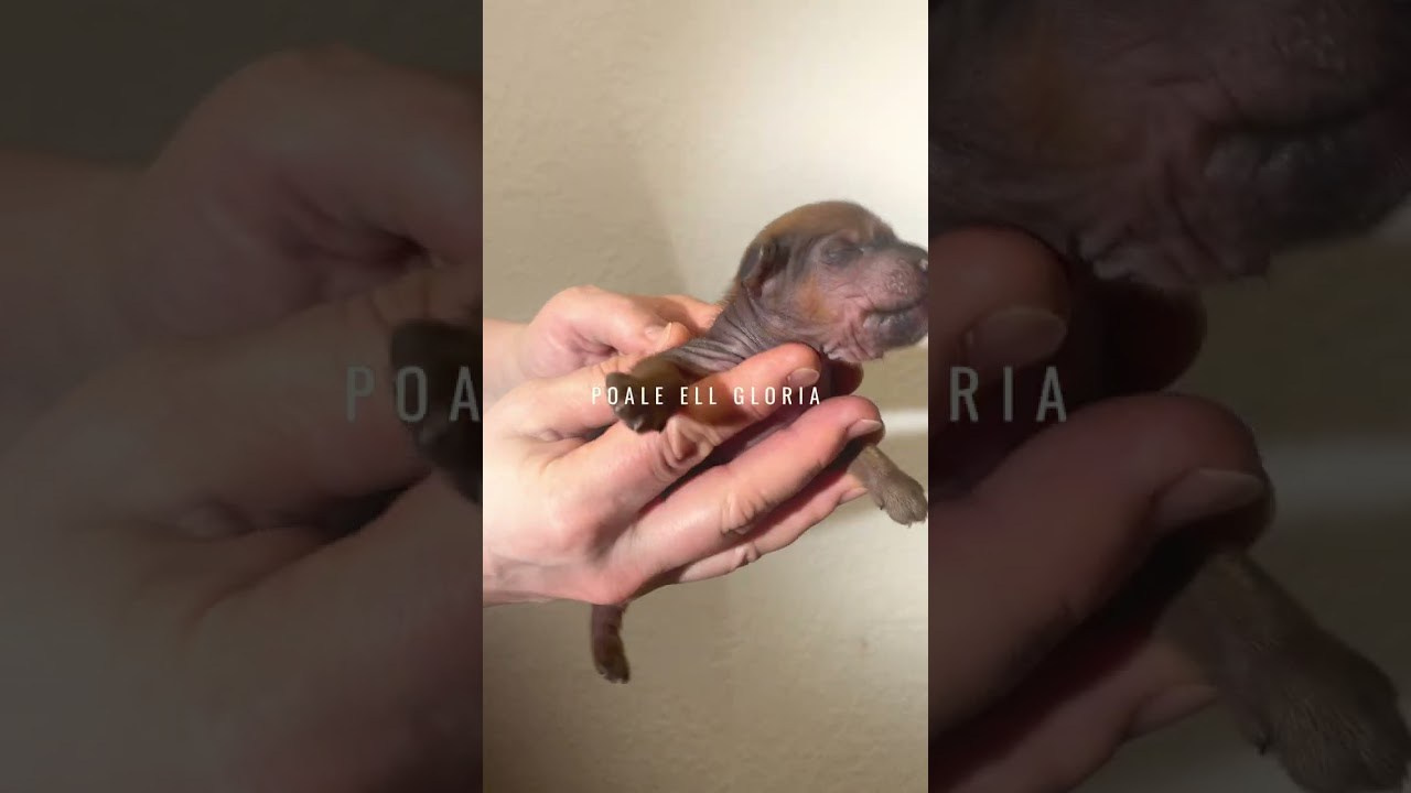 Помёт G. Питомник китайских хохлатых собак Poale Ell: купить щенка