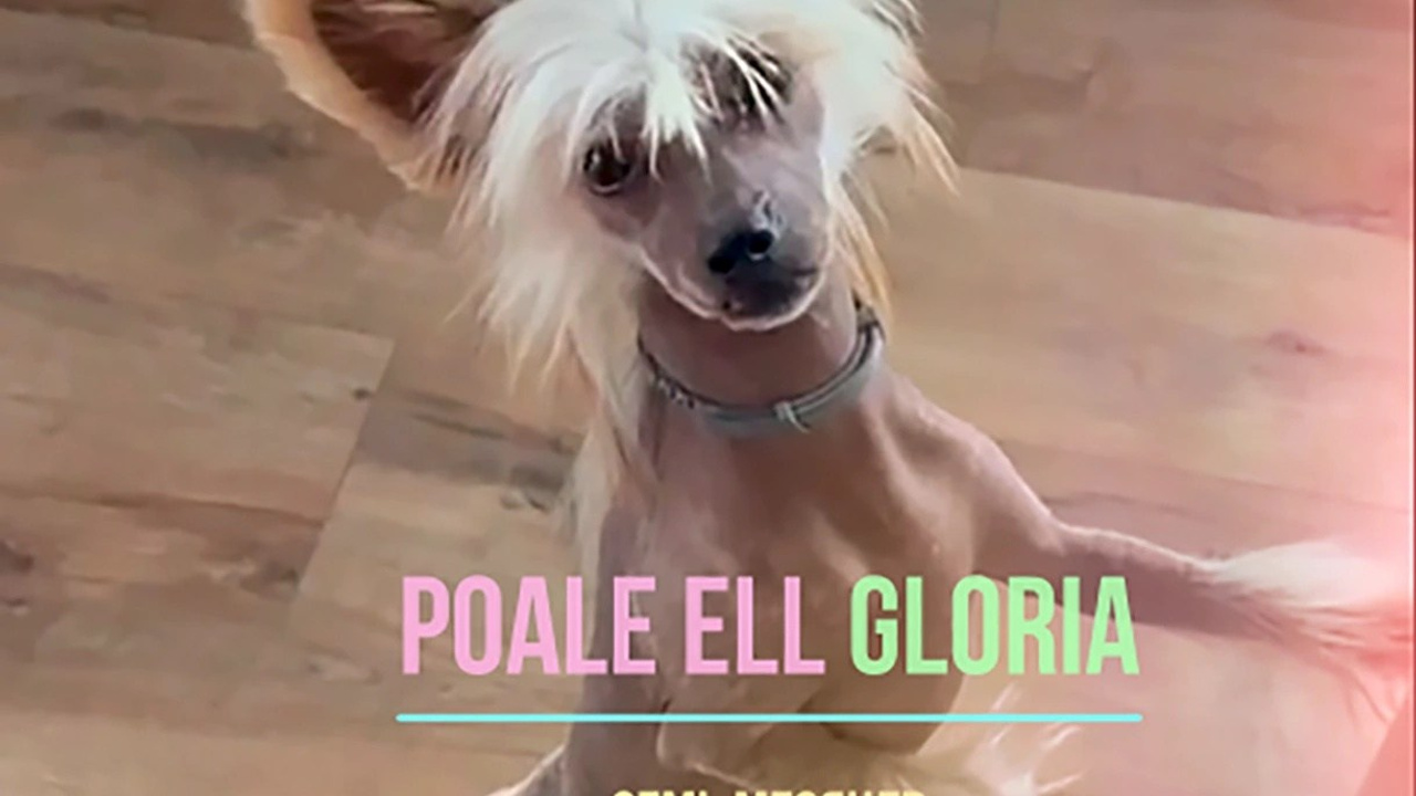 Poale Ell Gloria. Chinese Crested Dog Kennel Poale Ell