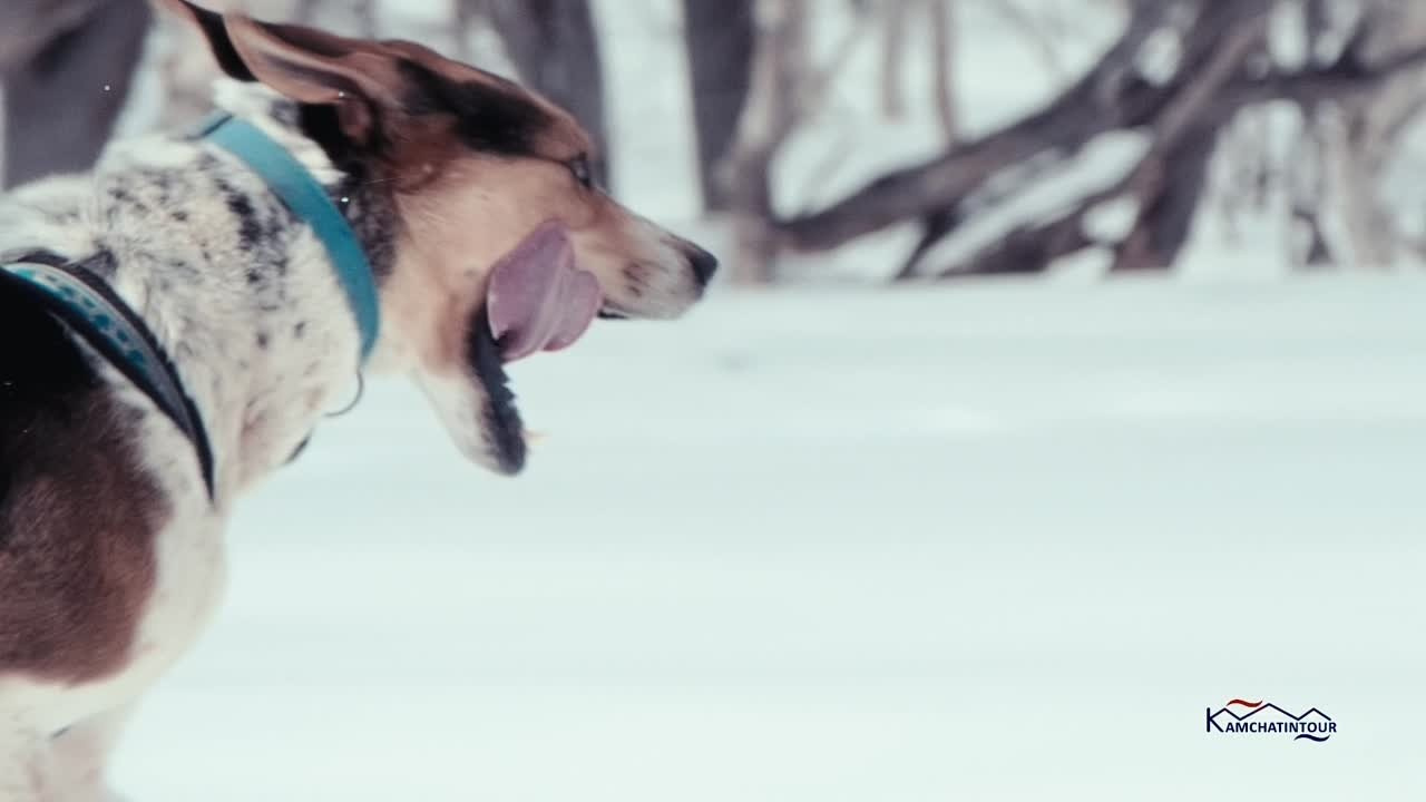 Камчатинтур: Зимние путешествия по Камчатке. Максим Завгаров