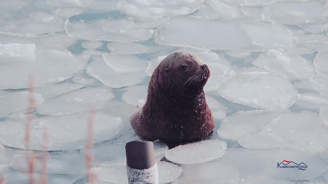 Камчатинтур: Зимние путешествия по Камчатке. Максим Завгаров