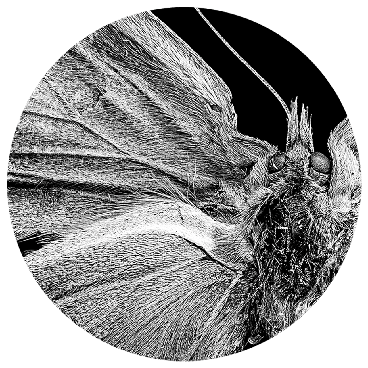 Hyponephele lupina ♀