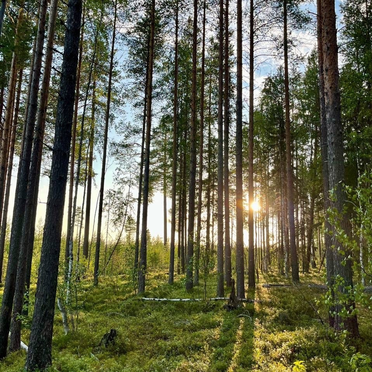 Северный пленер в карельской глуши. Творческий лагерь для взрослых