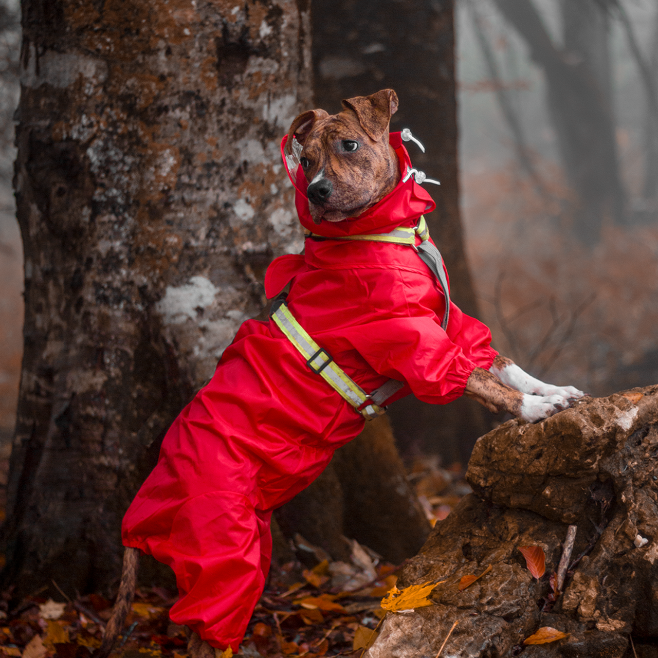 Съемка товаров для животных