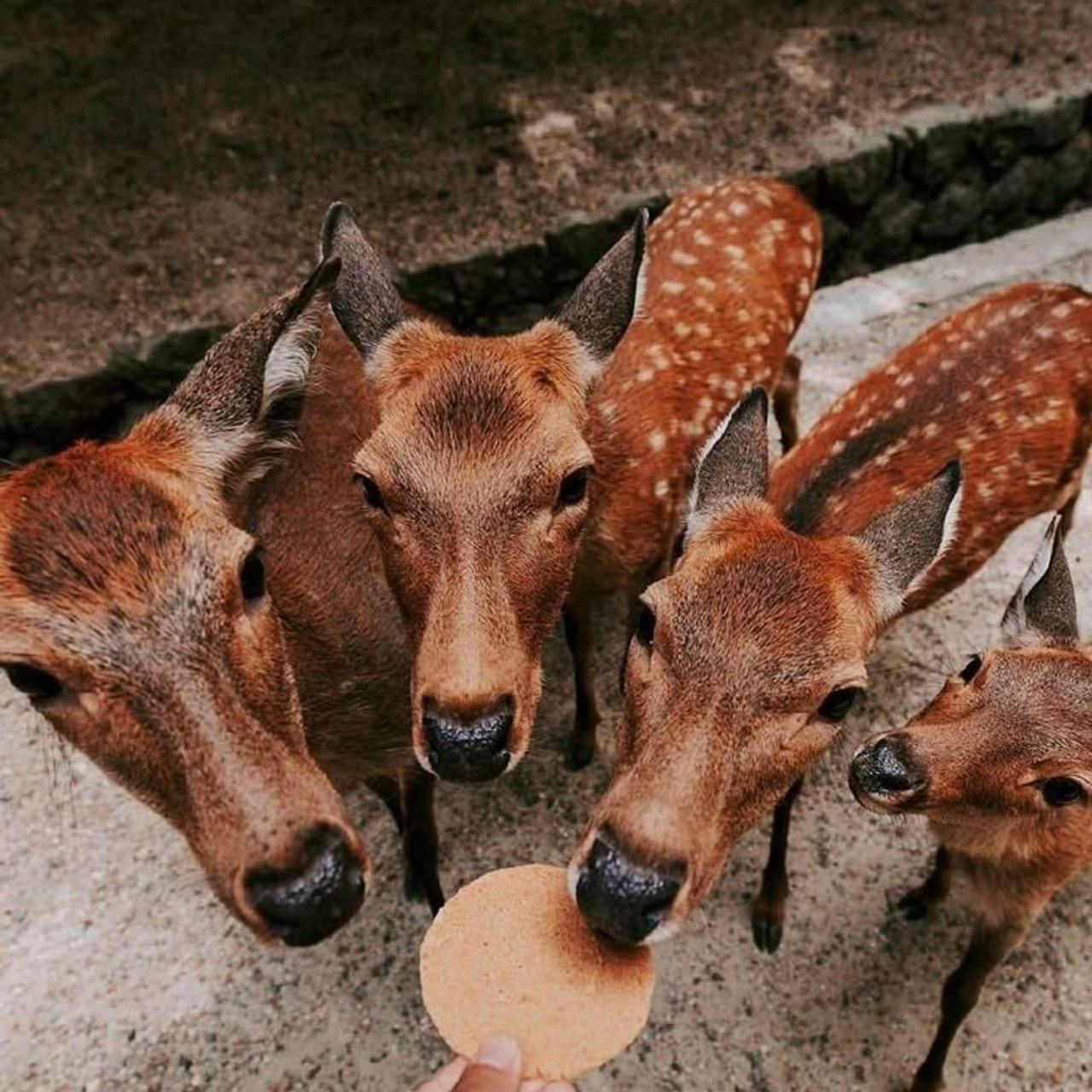 ЯПОНИЯ. Семейный фотограф, фотосессия беременности в Новосибирске Кристина Киб