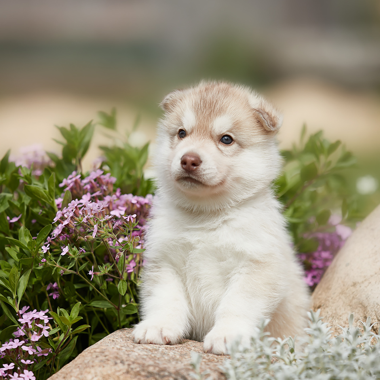 Комбинированные съемки в питомнике. ФОТОГРАФ-АНИМАЛИСТ l LANA POLYAKOVA