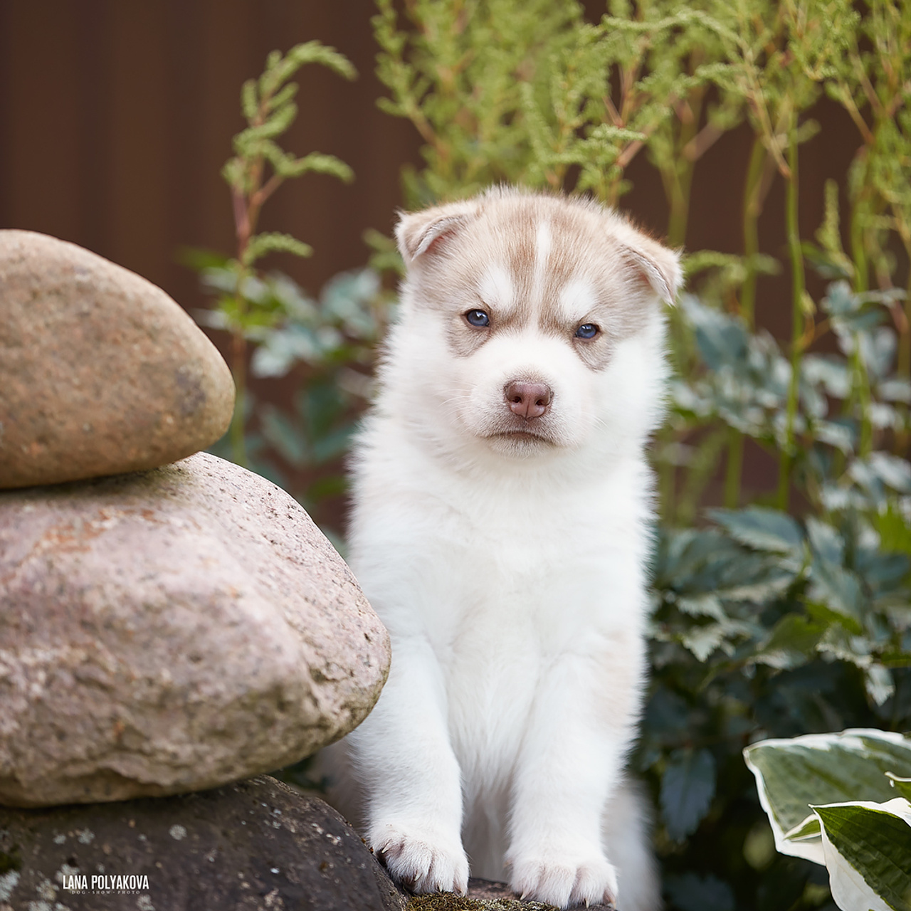 Комбинированные съемки в питомнике. ФОТОГРАФ-АНИМАЛИСТ l LANA POLYAKOVA