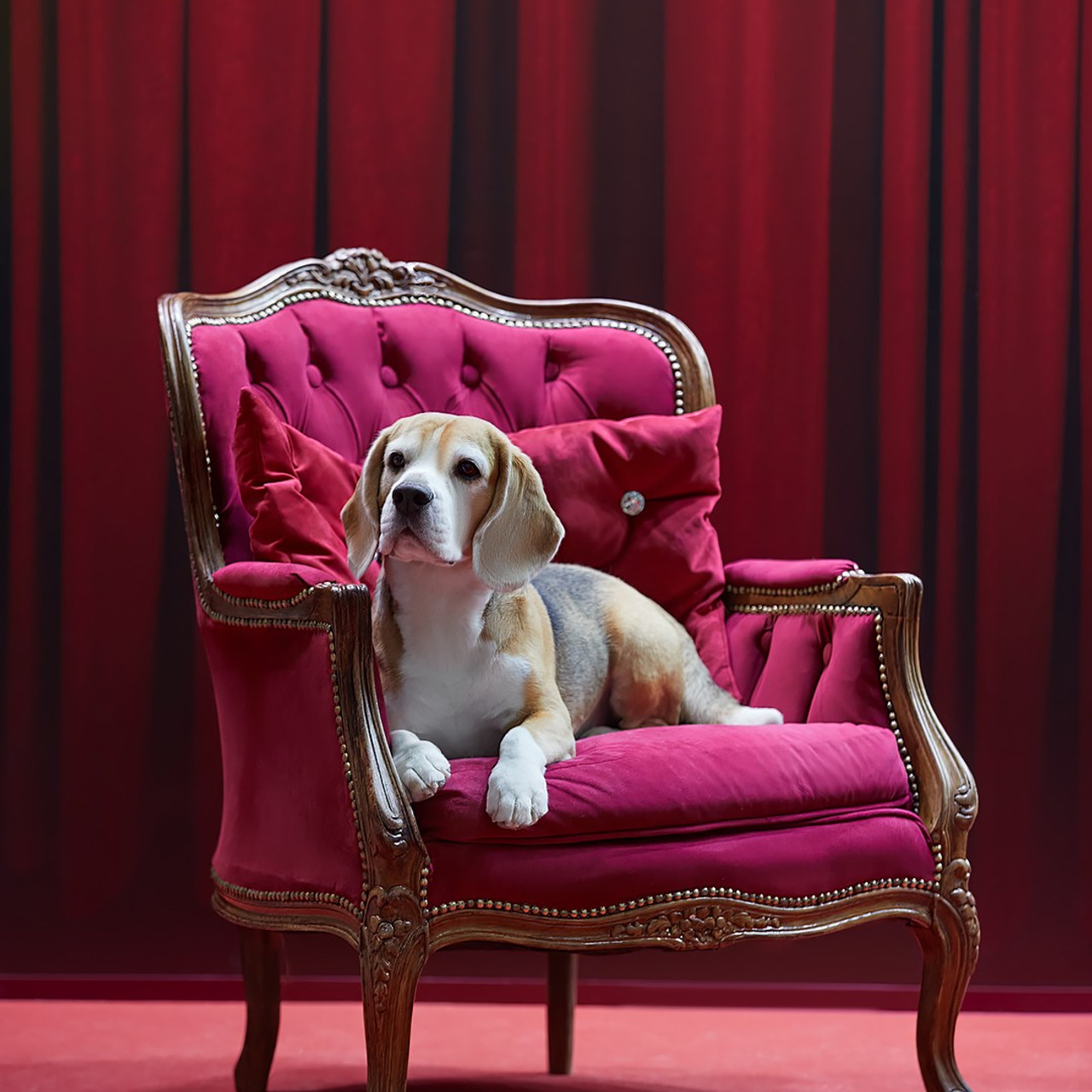 Новое шоу чемпионов «ЛУЧШИЕ СОБАКИ РОССИИ». ФОТОГРАФ-АНИМАЛИСТ l LANA POLYAKOVA