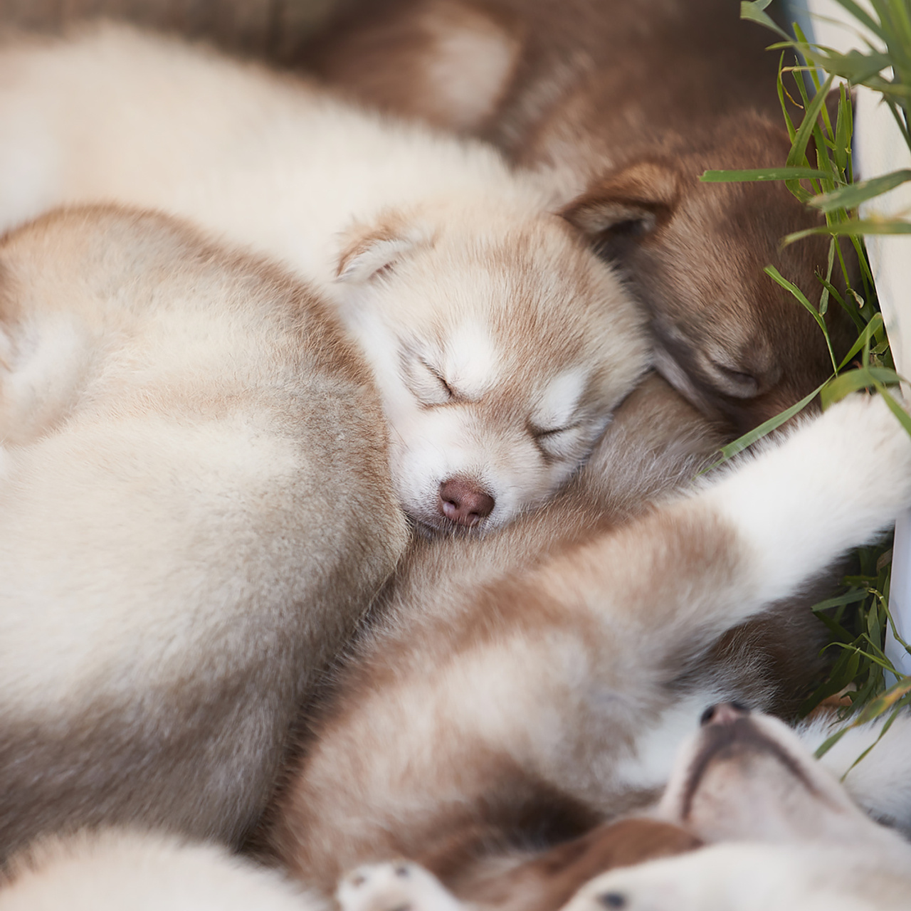 Комбинированные съемки в питомнике. ФОТОГРАФ-АНИМАЛИСТ l LANA POLYAKOVA
