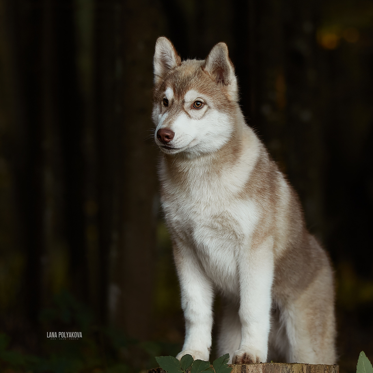 Комбинированные съемки в питомнике. ФОТОГРАФ-АНИМАЛИСТ l LANA POLYAKOVA