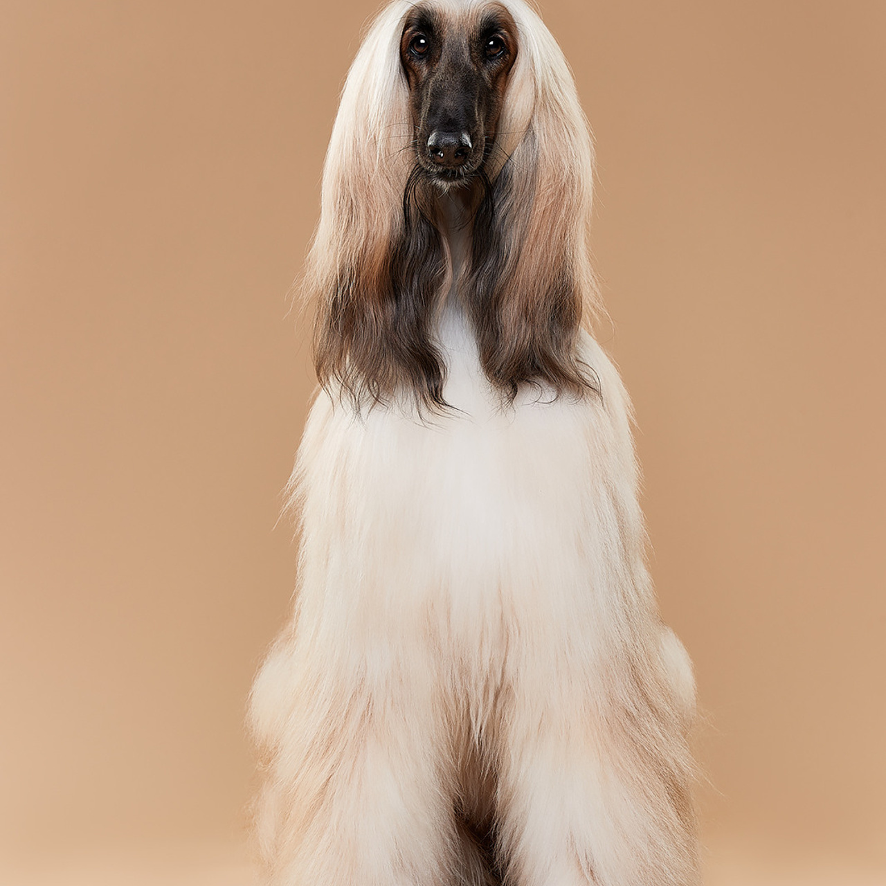 Мишель. Афганская борзая. ФОТОГРАФ-АНИМАЛИСТ l LANA POLYAKOVA