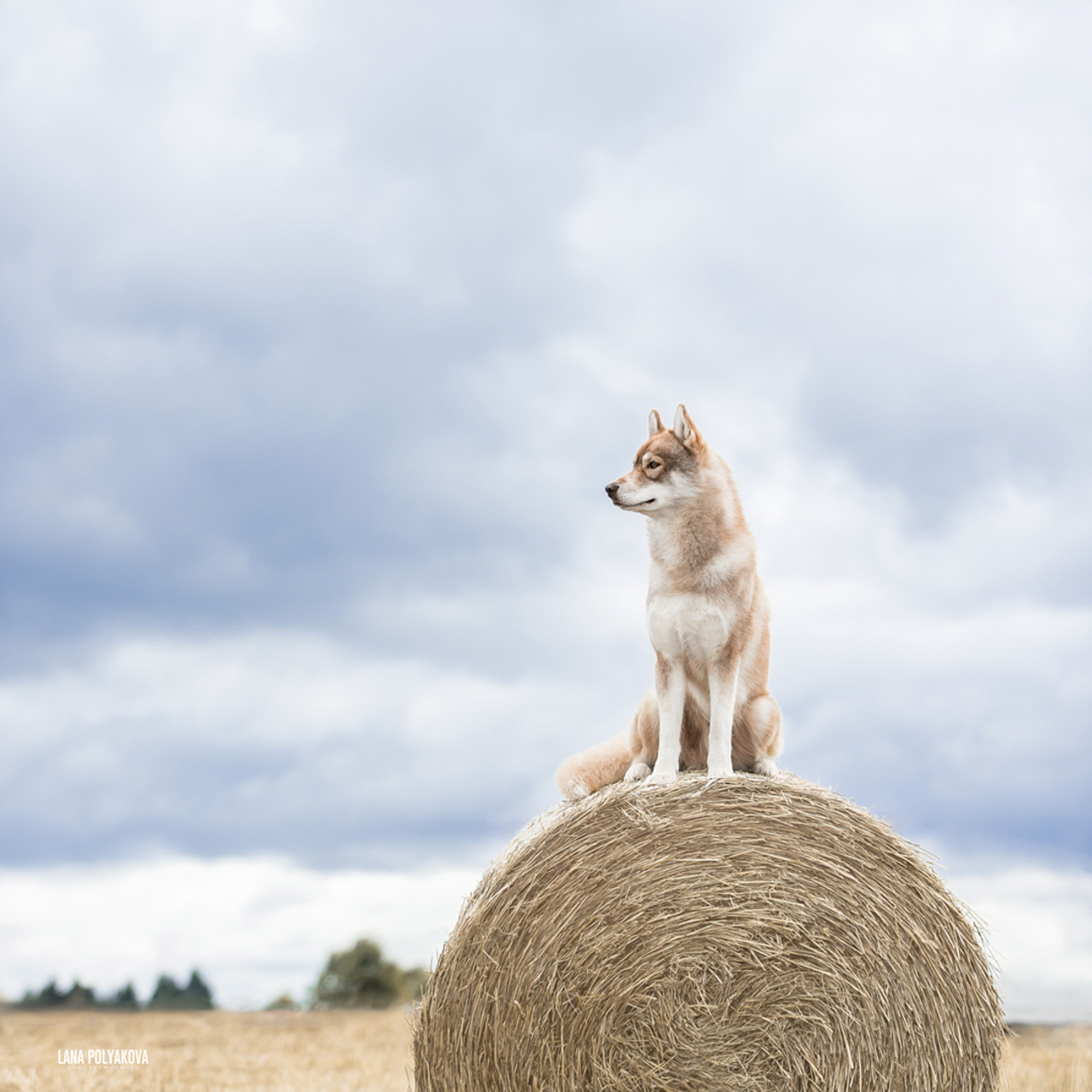 Комбинированные съемки в питомнике. ФОТОГРАФ-АНИМАЛИСТ l LANA POLYAKOVA