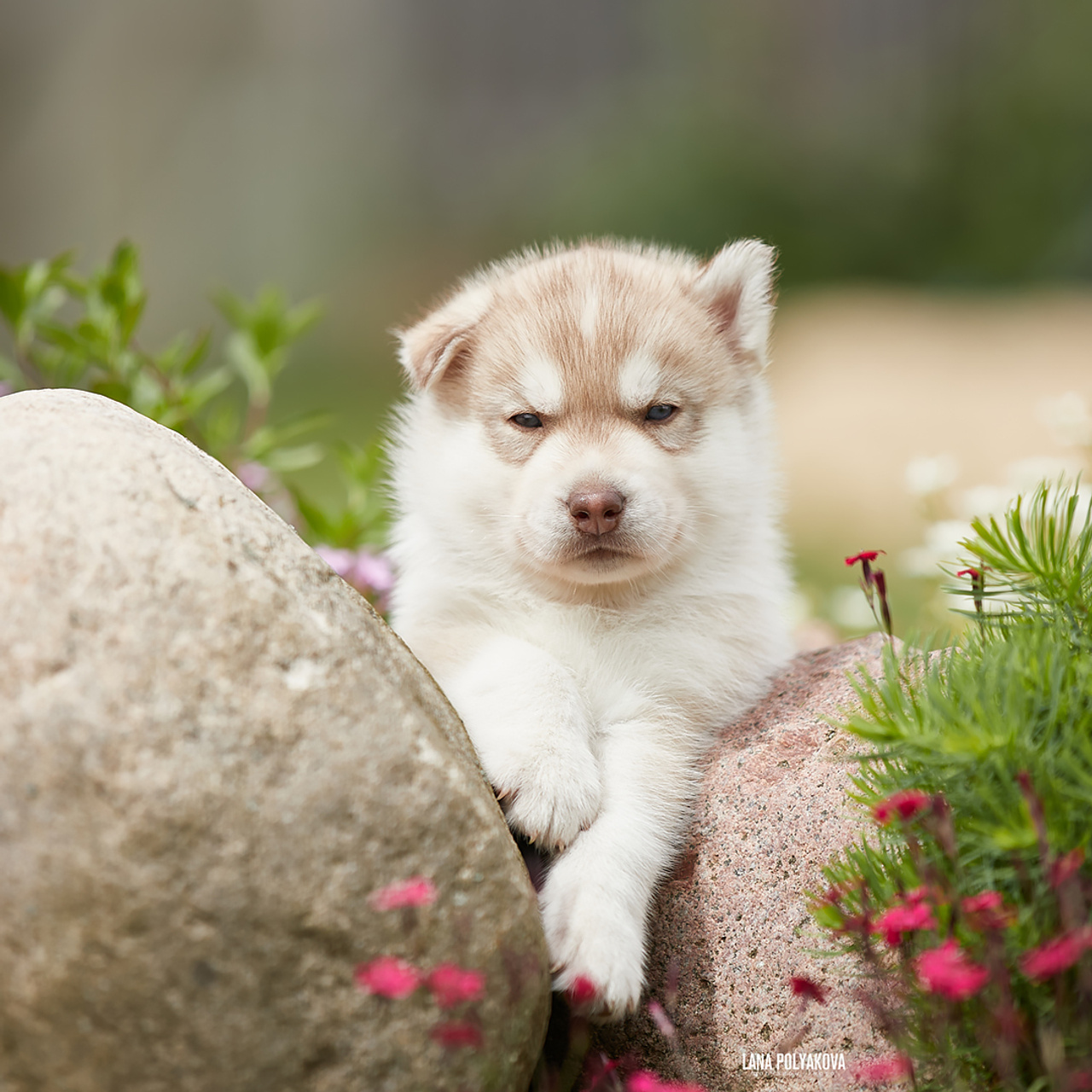 Комбинированные съемки в питомнике. ФОТОГРАФ-АНИМАЛИСТ l LANA POLYAKOVA
