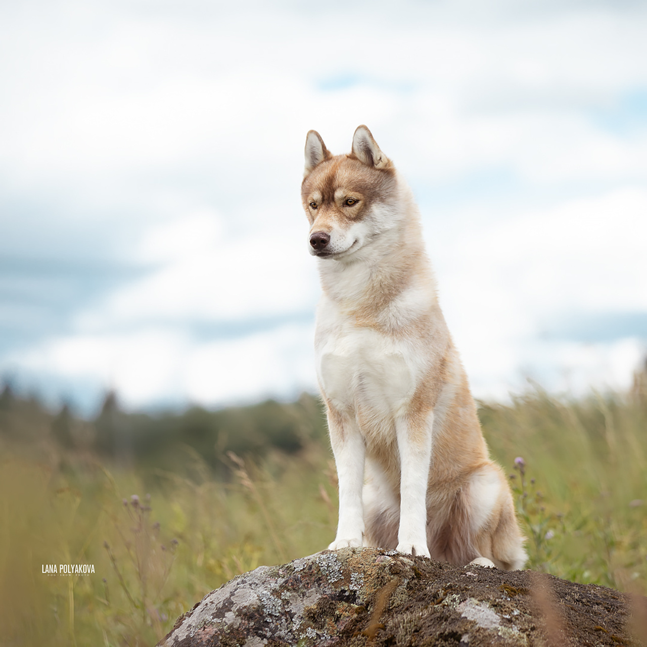 Комбинированные съемки в питомнике. ФОТОГРАФ-АНИМАЛИСТ l LANA POLYAKOVA