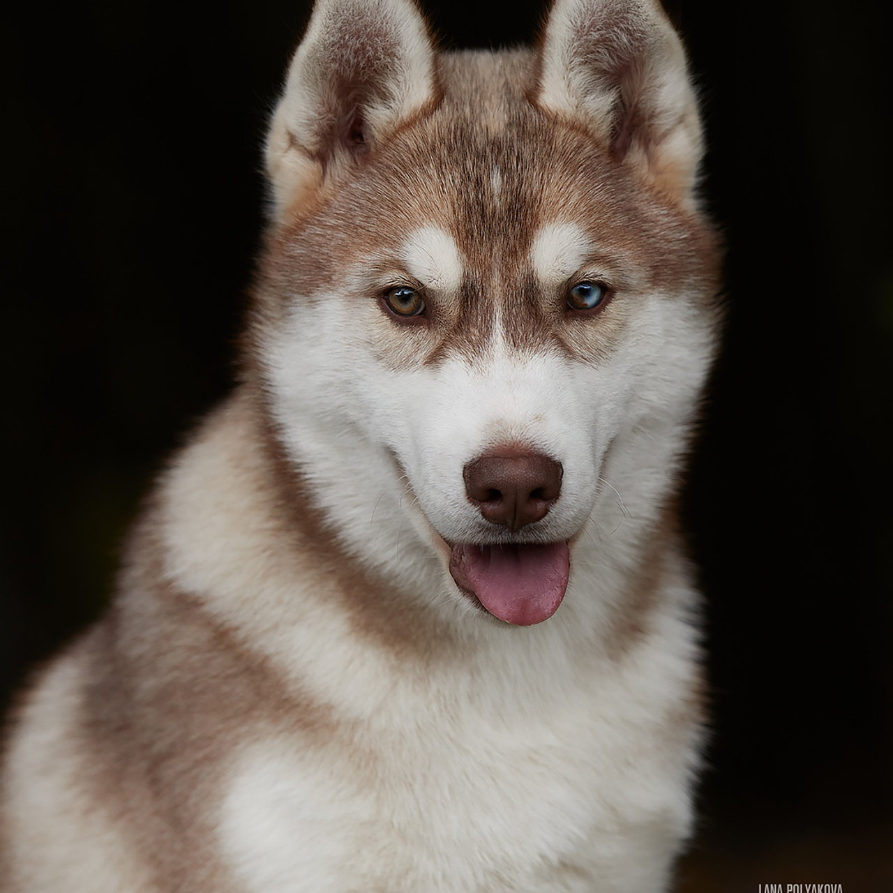 Комбинированные съемки в питомнике. ФОТОГРАФ-АНИМАЛИСТ l LANA POLYAKOVA