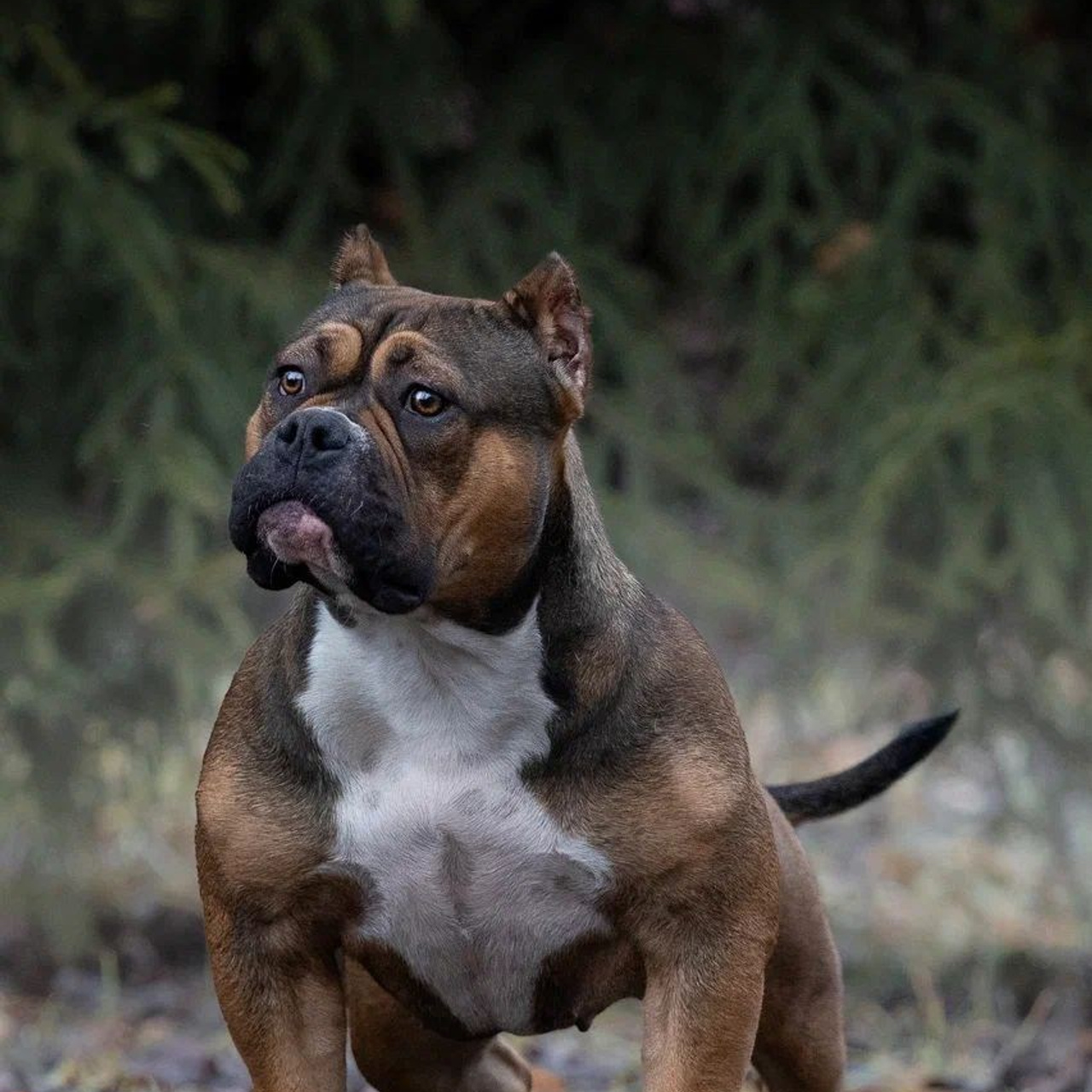 Тагира - сука американский булли покет в изабеловом окрасе (голубо палевый окрас)