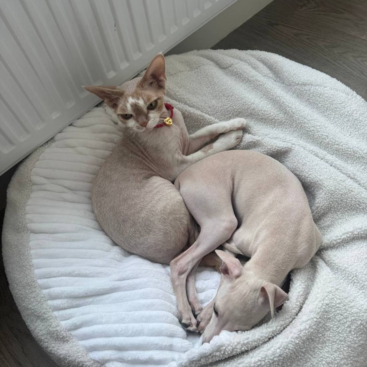 Левретка и другие породы собак. Профессиональный питомник левреток РКФ/FCI ASTI SAPPHIRE 💎 Сочи|Санкт-Петербург