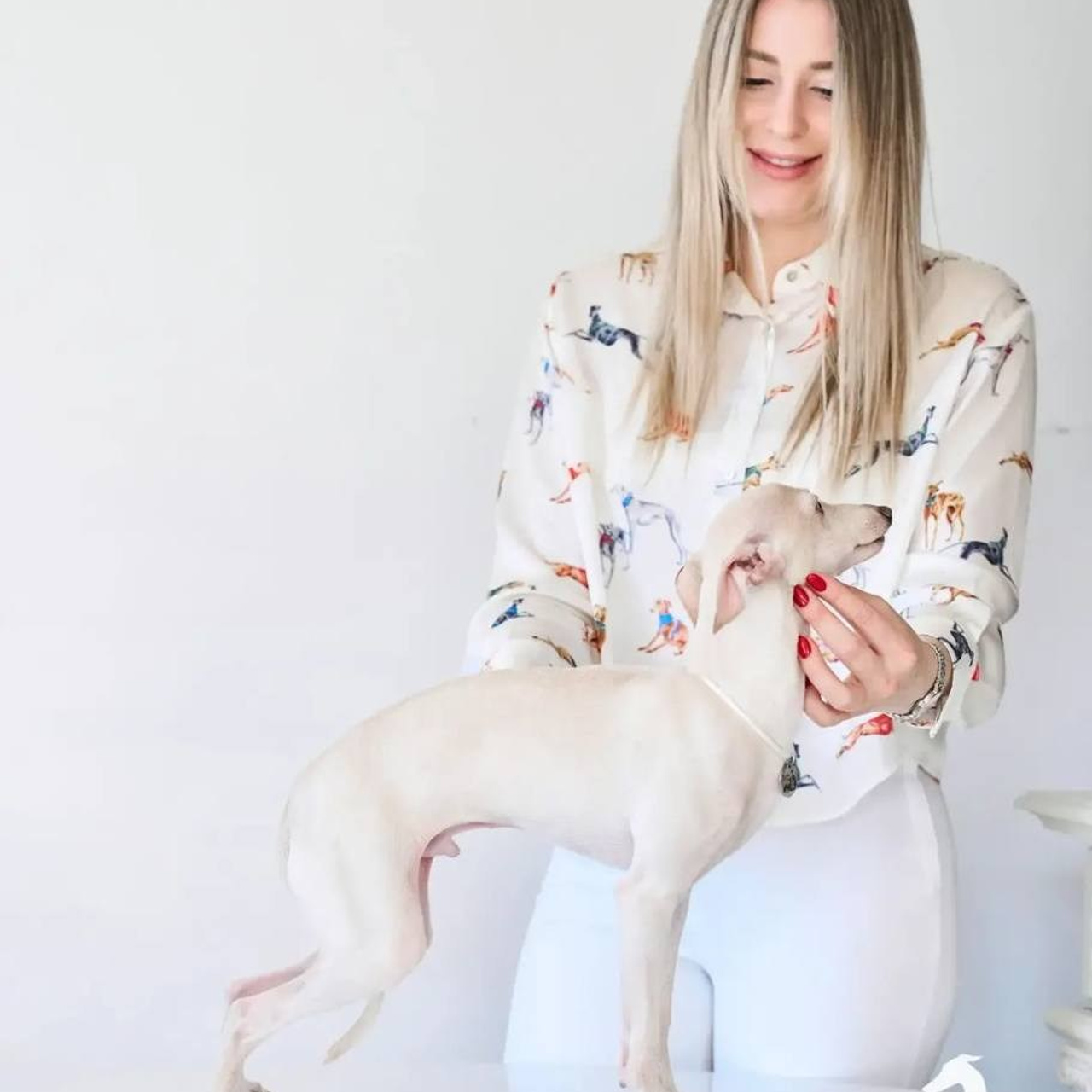 Angelo Celeste Laurus for Asti Sapphire. Профессиональный питомник левреток РКФ/FCI ASTI SAPPHIRE 💎 Сочи|Санкт-Петербург