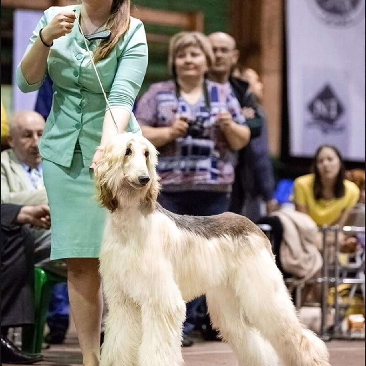 Angelo Celeste Laurus for Asti Sapphire. Профессиональный питомник левреток РКФ/FCI ASTI SAPPHIRE 💎 Сочи|Санкт-Петербург