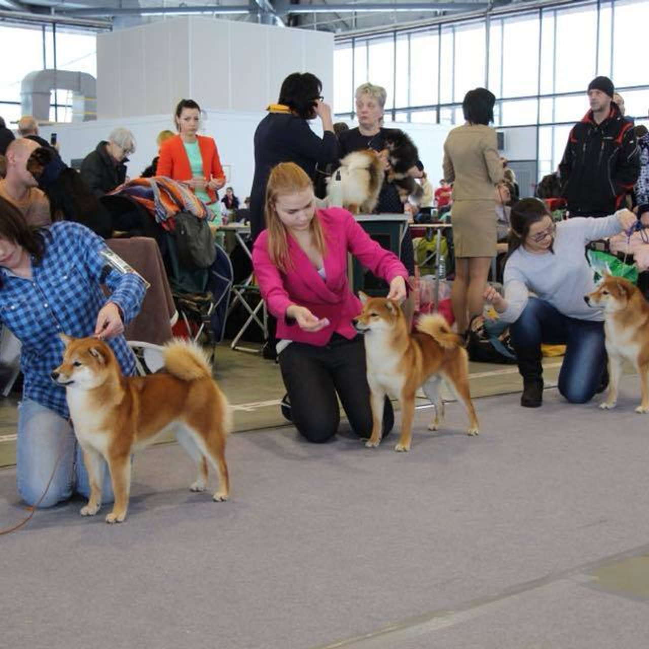Выпускники питомника. SHIOMARU Питомник сиба и акита-ину