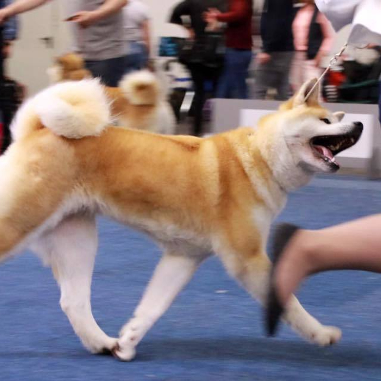 Dog show 2017. SHIOMARU Питомник сиба и акита-ину