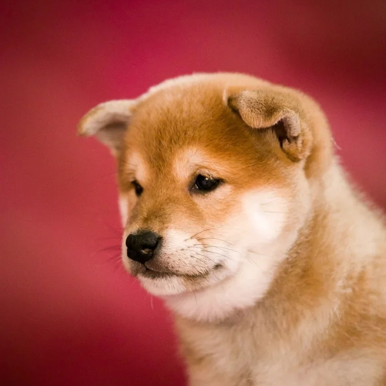 ПОМЕТ Q. SHIOMARU Питомник сиба и акита-ину