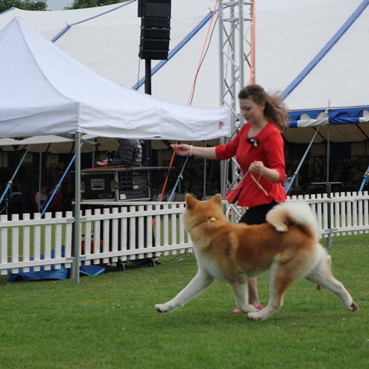 Dog show 2017. SHIOMARU Питомник сиба и акита-ину