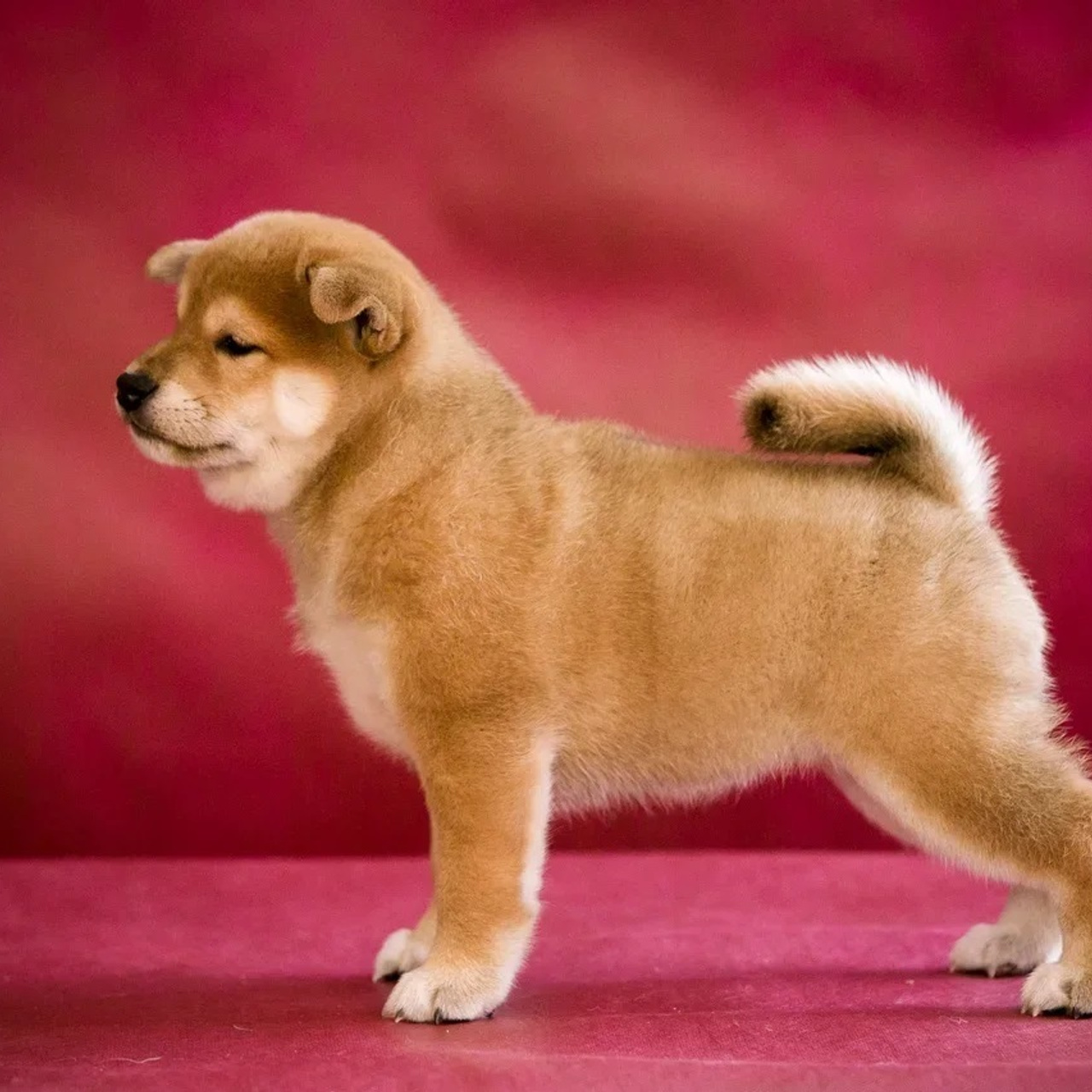 ПОМЕТ Q. SHIOMARU Питомник сиба и акита-ину