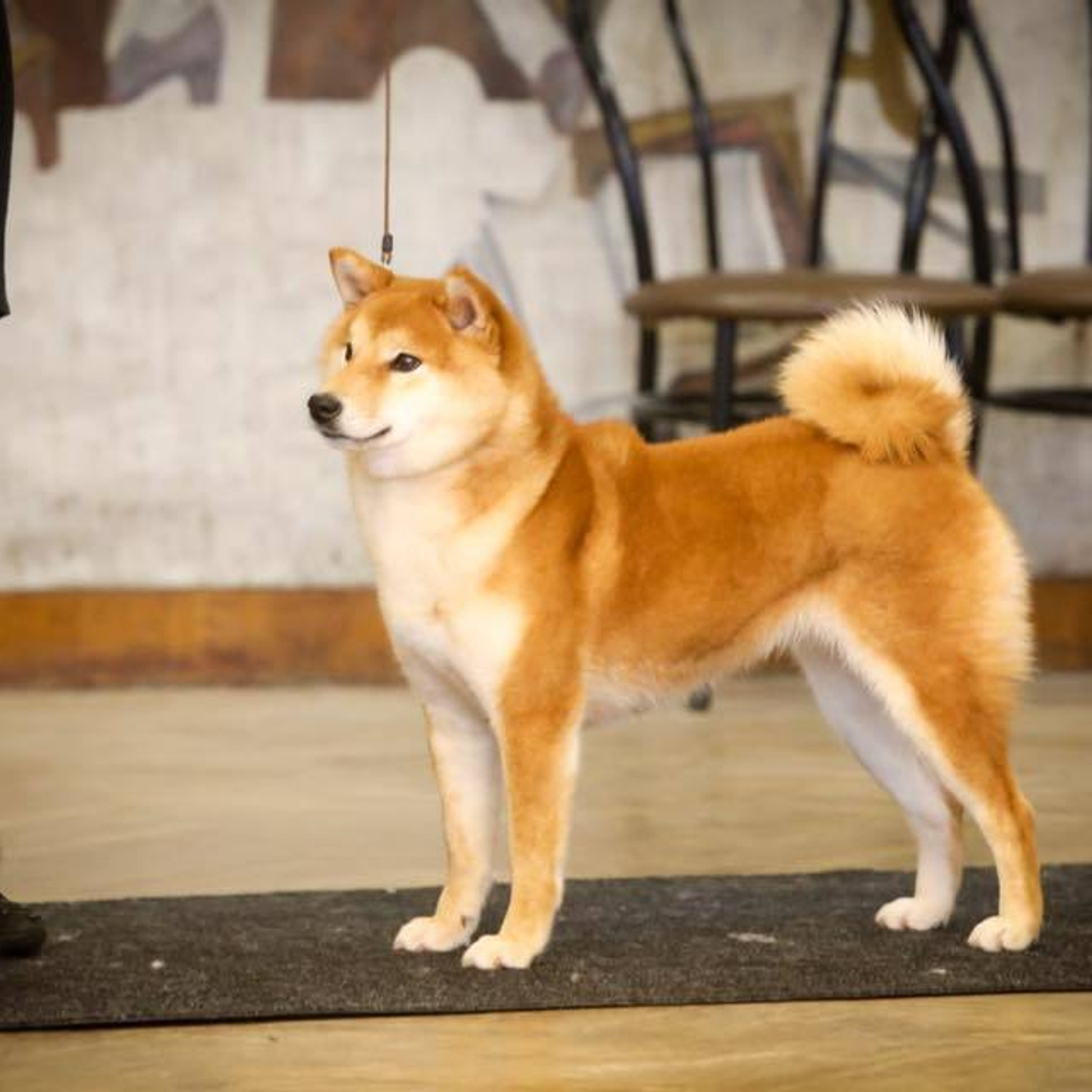 Dog show 2017. SHIOMARU Питомник сиба и акита-ину