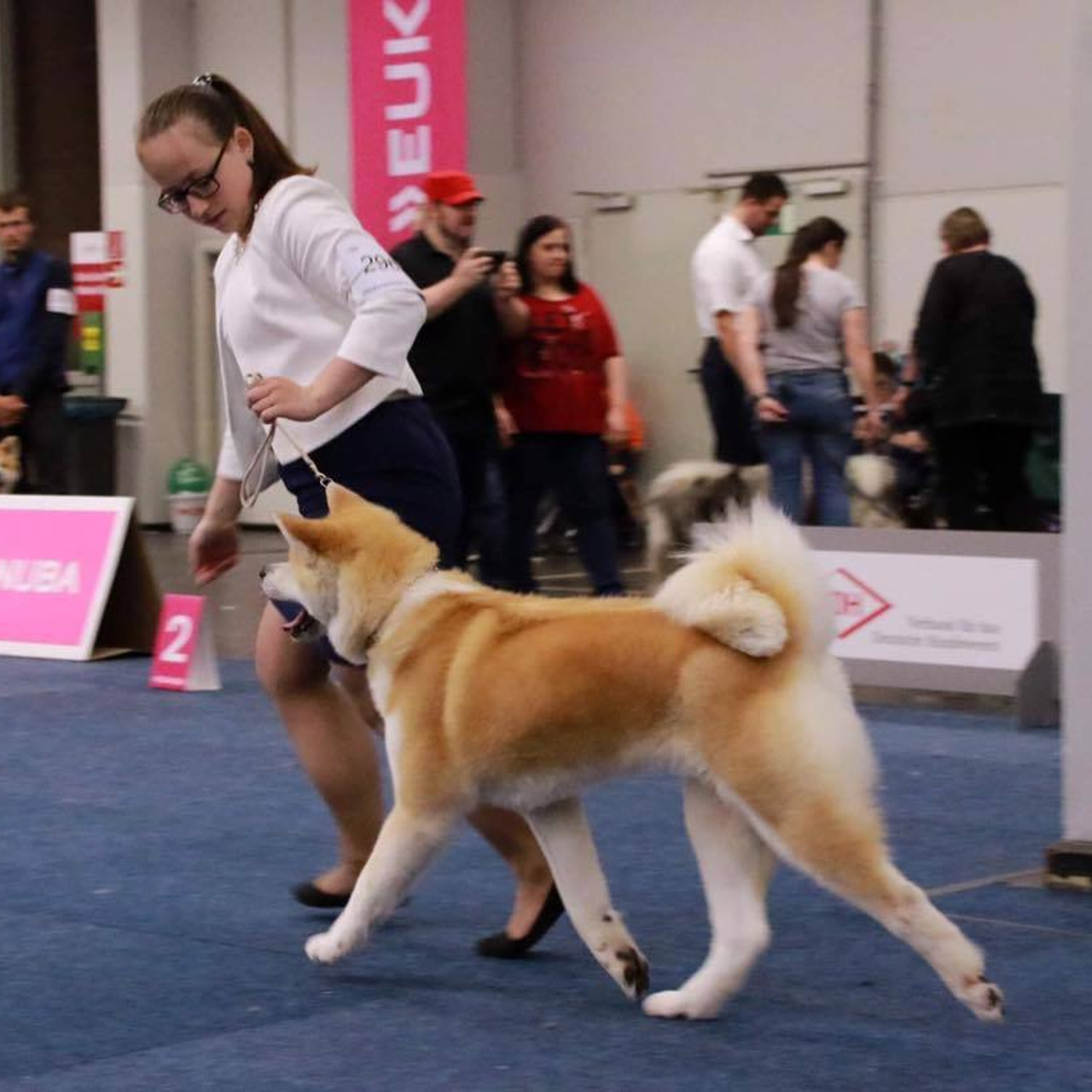 Dog show 2017. SHIOMARU Питомник сиба и акита-ину