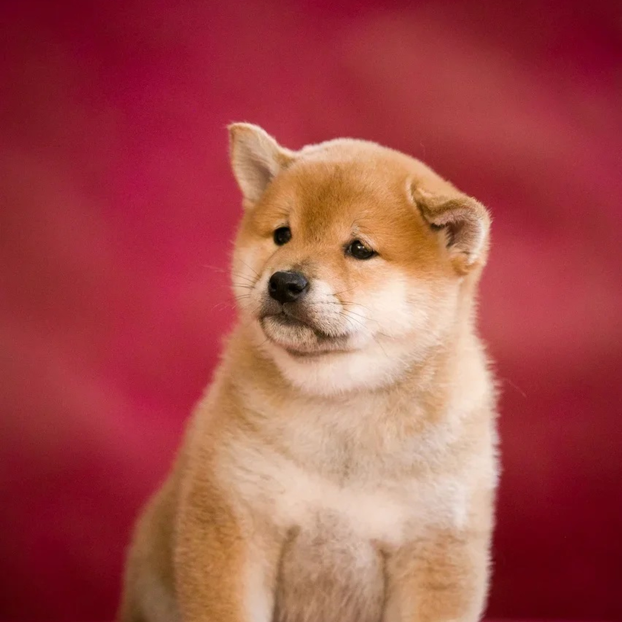 ПОМЕТ Q. SHIOMARU Питомник сиба и акита-ину