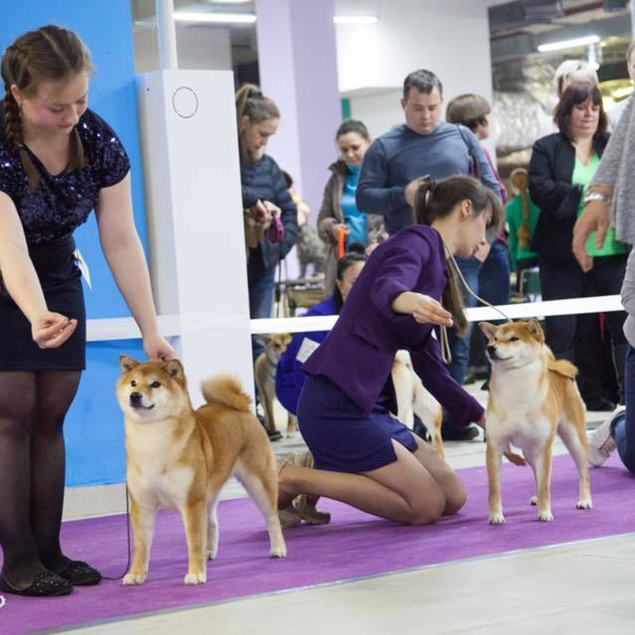 Dog show 2018. SHIOMARU Питомник сиба и акита-ину