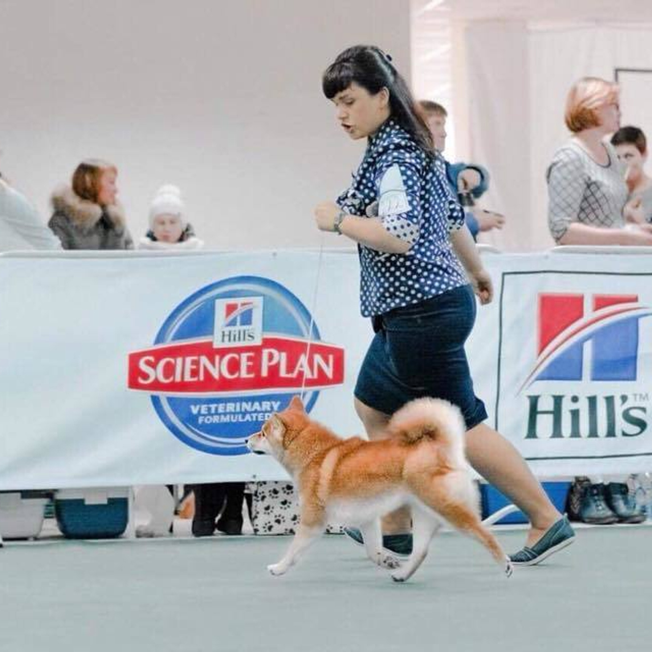 Выпускники питомника. SHIOMARU Питомник сиба и акита-ину