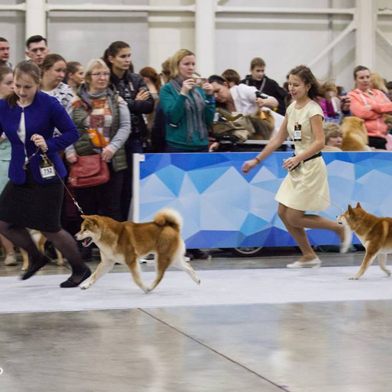 Dog show 2017. SHIOMARU Питомник сиба и акита-ину