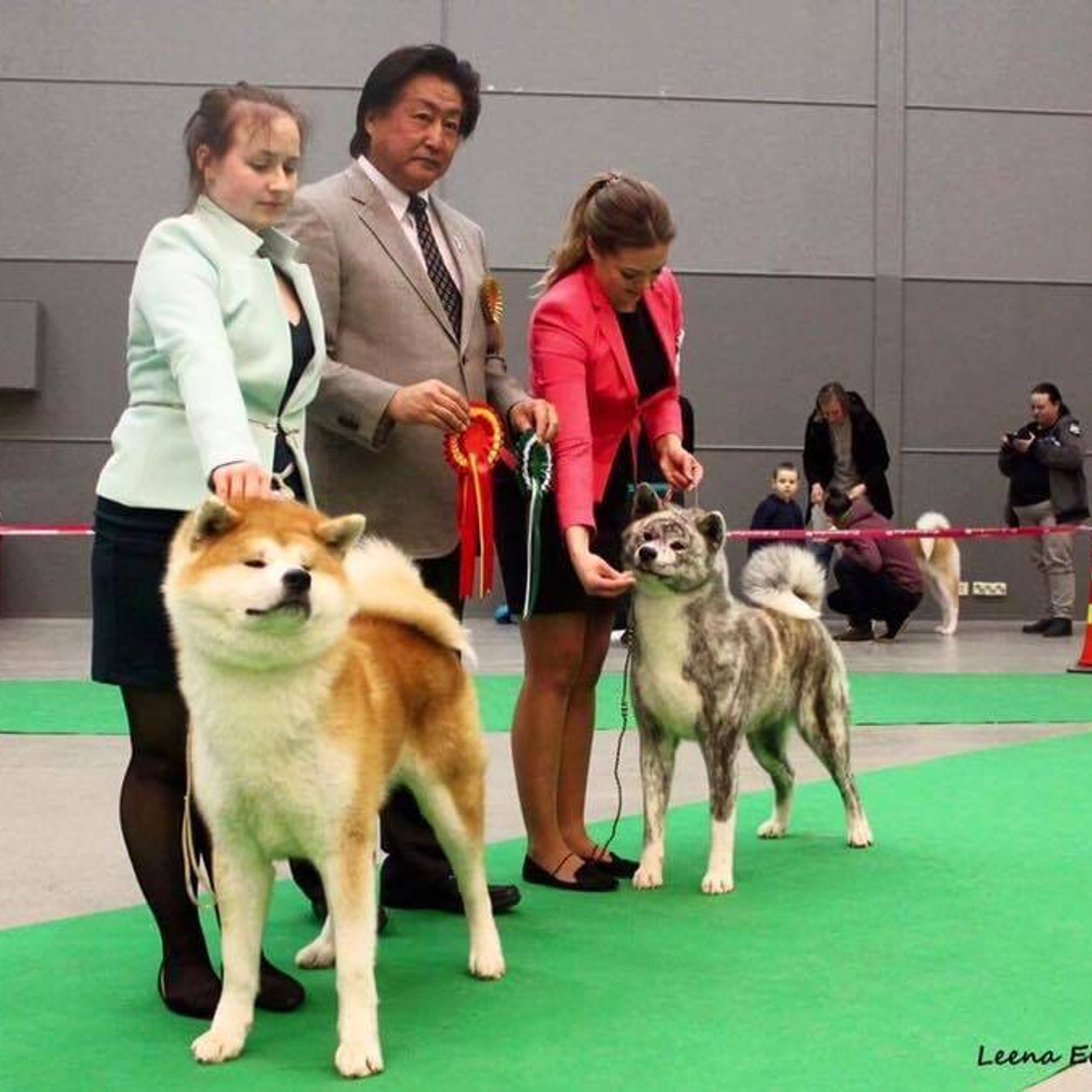 Dog show 2017. SHIOMARU Питомник сиба и акита-ину