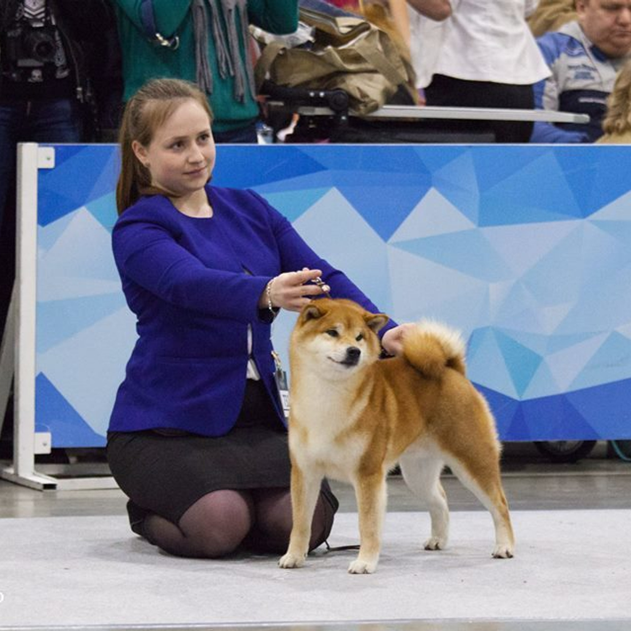 Dog show 2017. SHIOMARU Питомник сиба и акита-ину